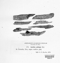 Lecidea plebeja image